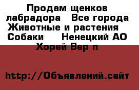 Продам щенков лабрадора - Все города Животные и растения » Собаки   . Ненецкий АО,Хорей-Вер п.